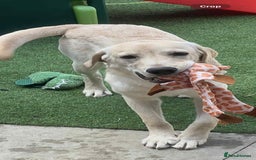 Labrador Retriever dogs for sale: 19 months yellow labrador  - Image 2