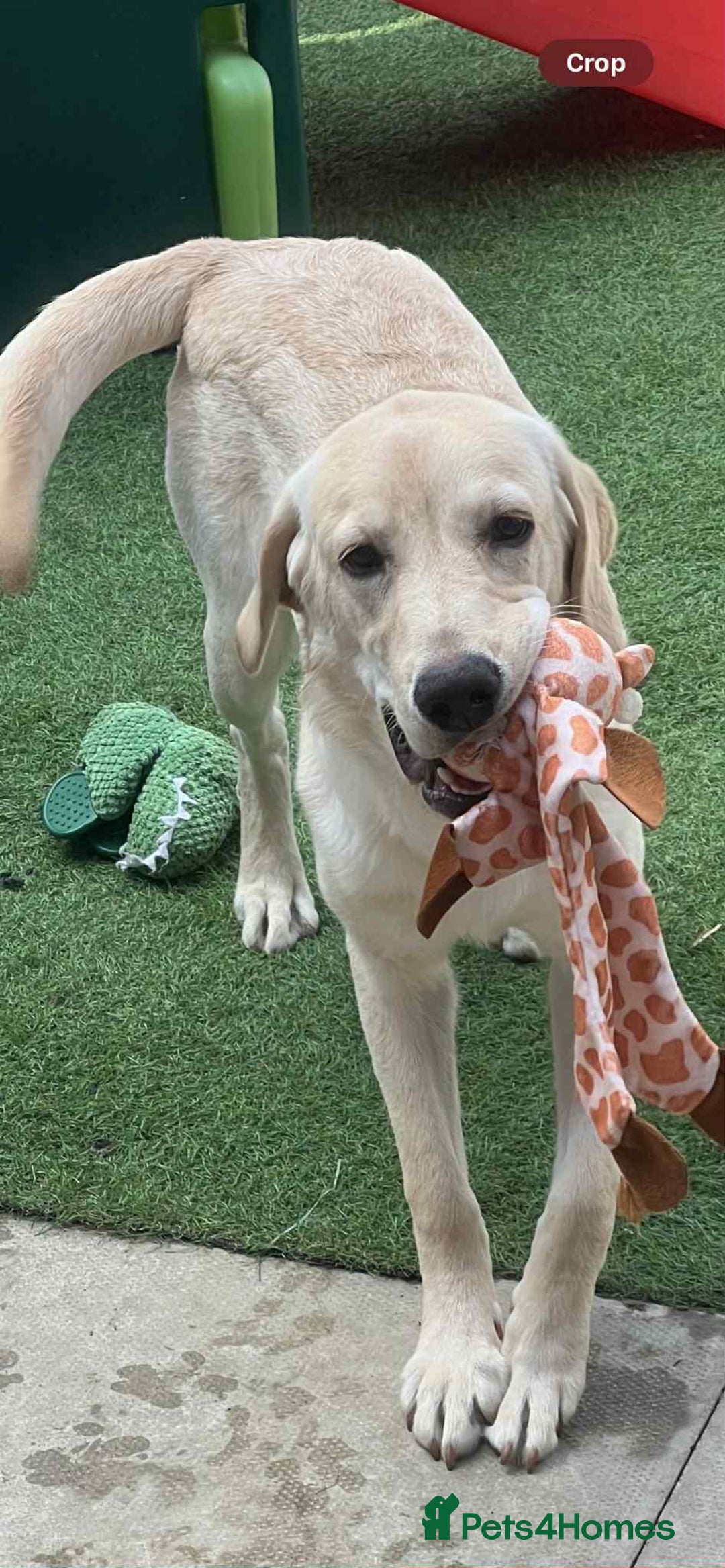 Labrador Retriever dogs for sale: 19 months yellow labrador  - Image 2