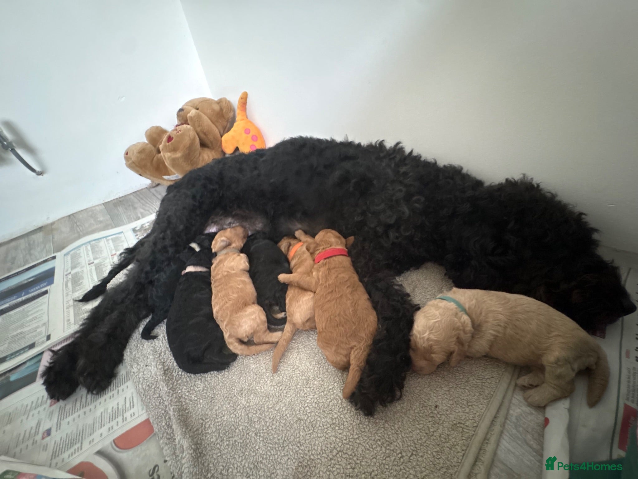 Labradoodle dogs Miniature labradoodle puppies  - Advert 2
