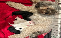 Mixed Breed dogs for sale: Stunning Shihpoo X Sproodle puppies - Image 3