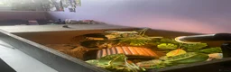 Tortoise reptiles for sale: greek tortoise with house + accessories - Advert 5