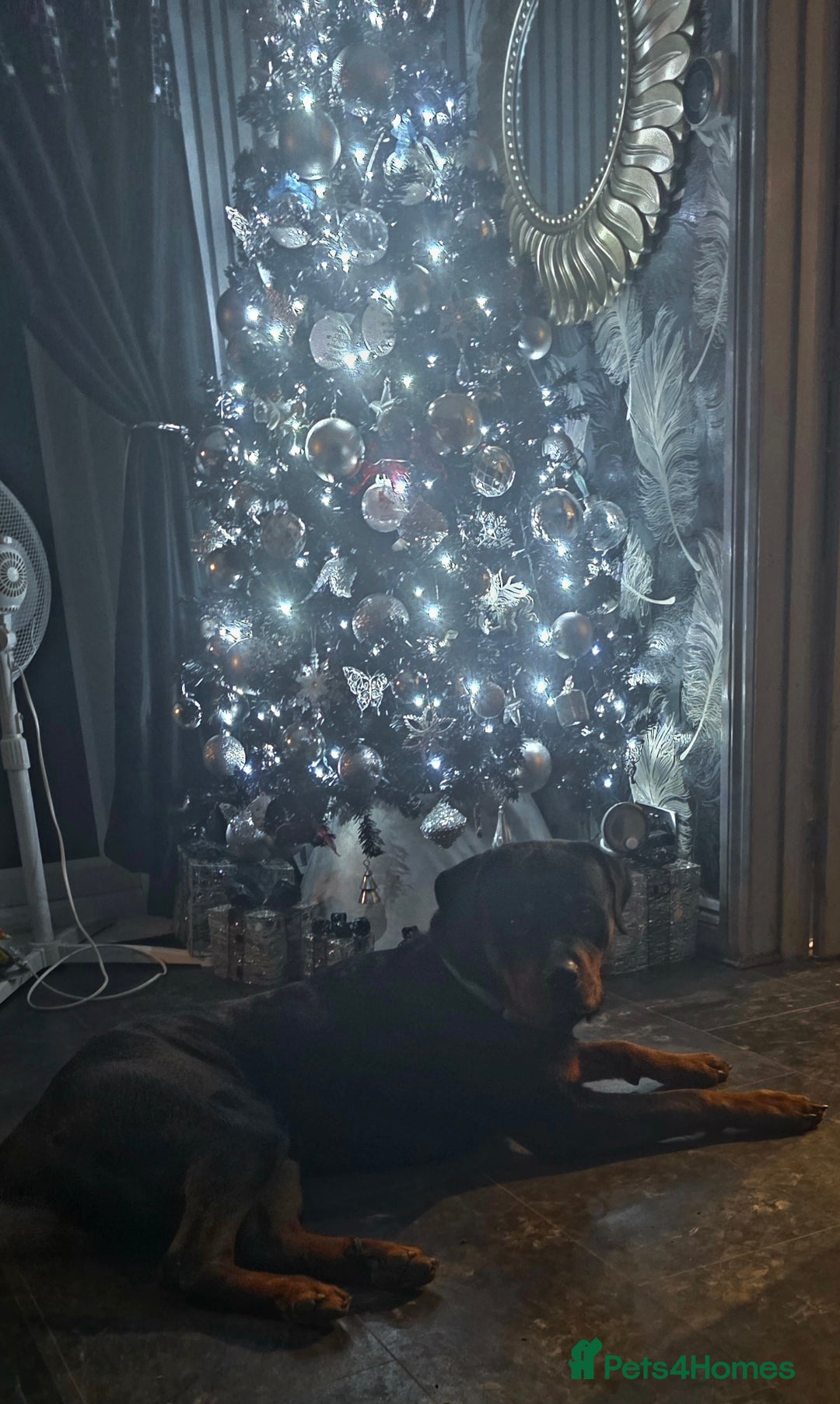 Rottweiler dogs for sale: Chunky Rottweiler puppies for sale  - Advert 5