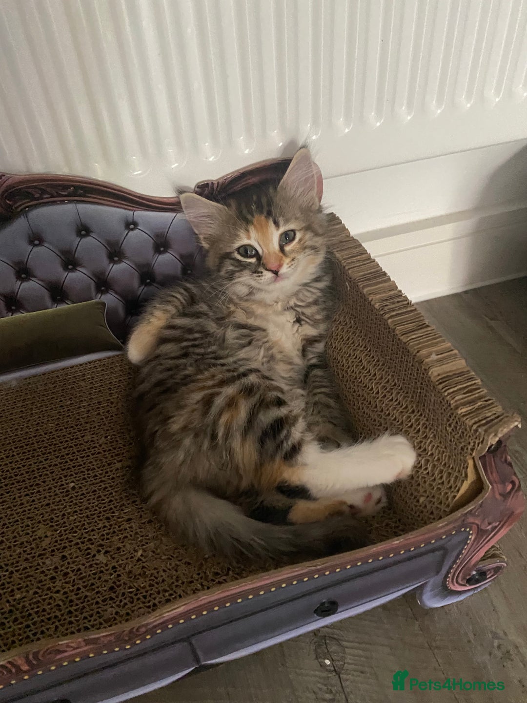 RagaMuffin cats for sale: 🐾 **Adopt Ragdoll-Shorthair Kitten!** 🐾 - Image 13