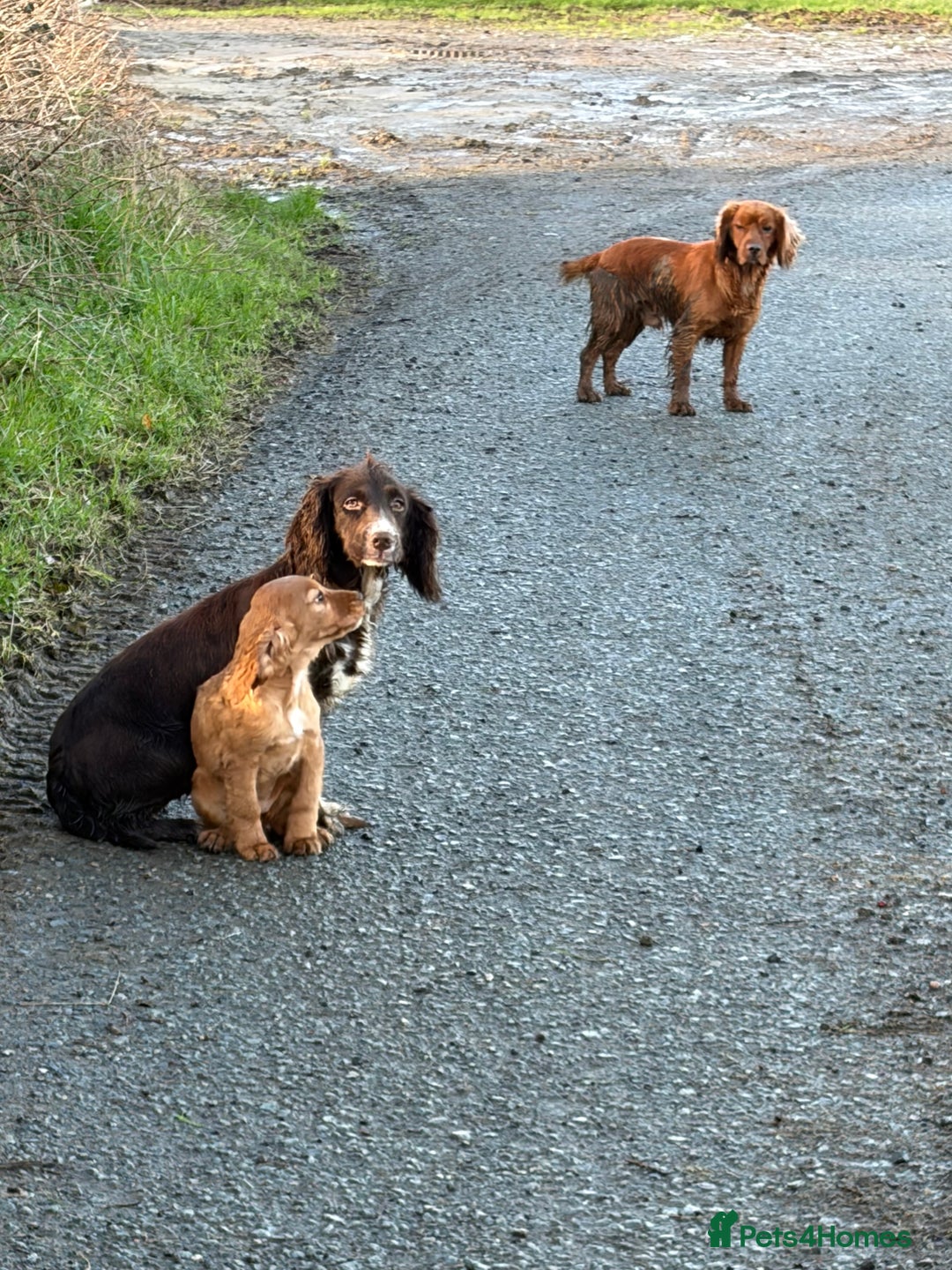 Cocker Spaniel dogs for sale: Cocker spaniel pups - Advert 12