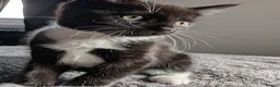 Mixed Breed cats for sale: Two beautiful kittens, looking for there home 🐾 in Peterhead - Advert 22