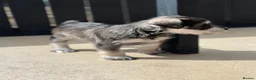 Miniature Schnauzer dogs for sale: SALT and PEPPER MINIATURE SCHNAUZER  - Advert 4