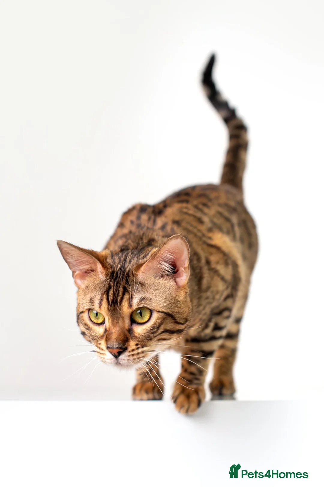 Bengal cats for stud: Stud cat Tica actives 5 generations pedigree  in Barnsley - Advert 16