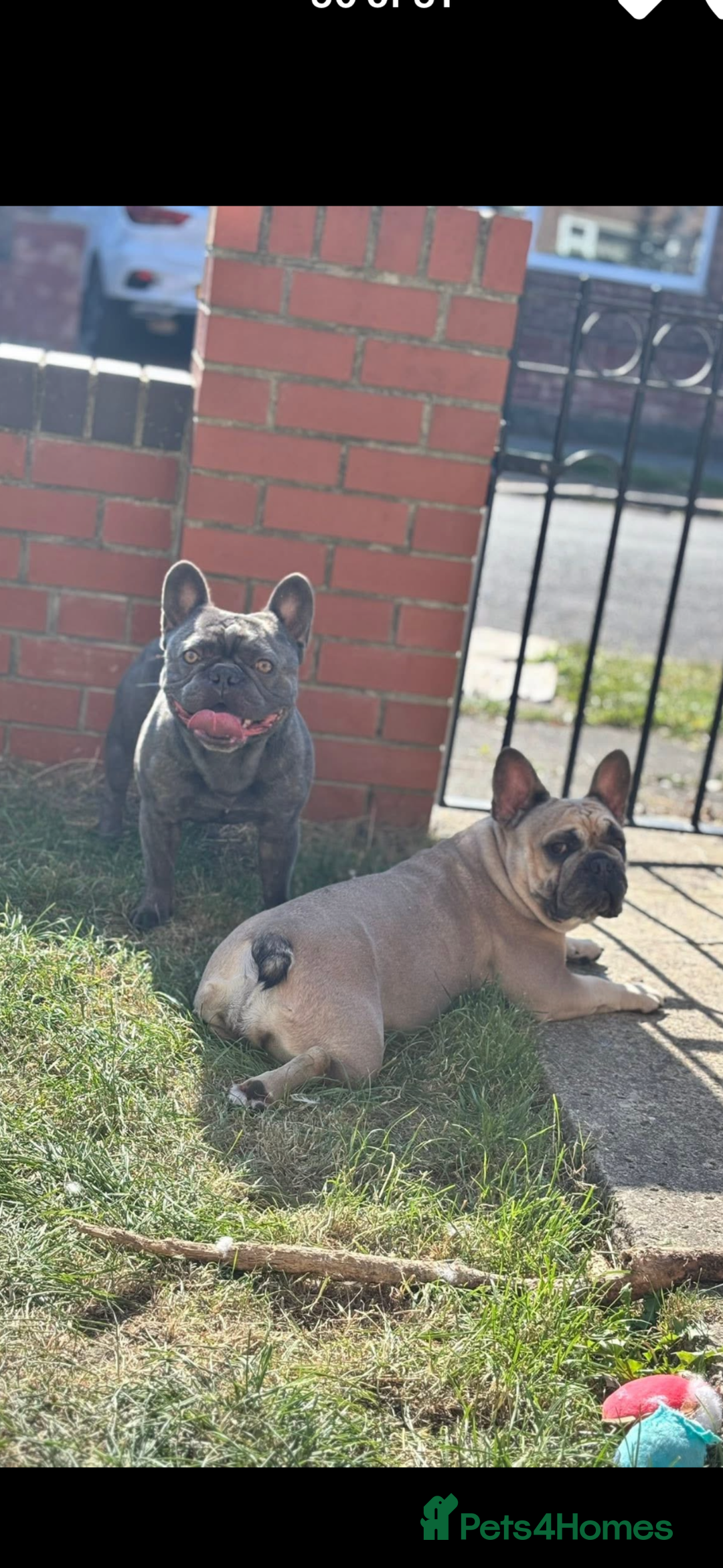 French Bulldog dogs for sale: 2 beautiful females left  - Advert 1