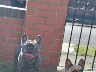 French Bulldog dogs 2 beautiful females left - Advert 11