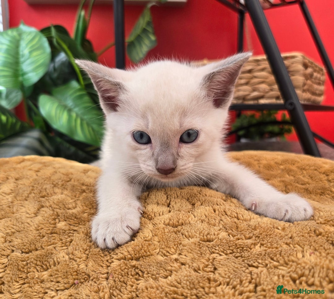 Burmese cats for sale: Pure pedigree, boast EU and World champion lineage - Image 5