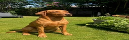 Labrador Retriever dogs for sale: KC Fully Health Tested Labrador Puppies  - Advert 3