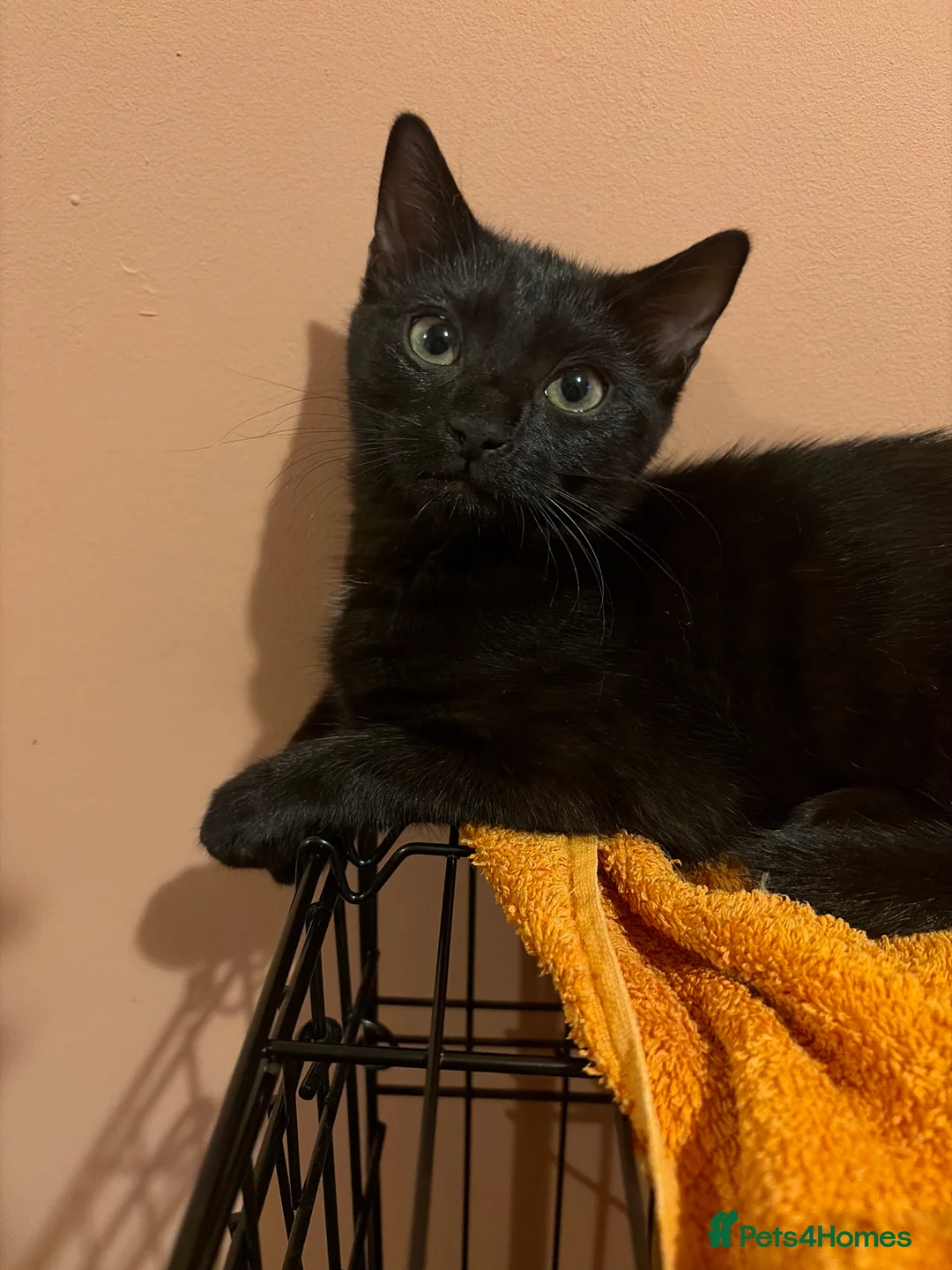Mixed Breed cats for sale: 4 black kittens  - Advert 2