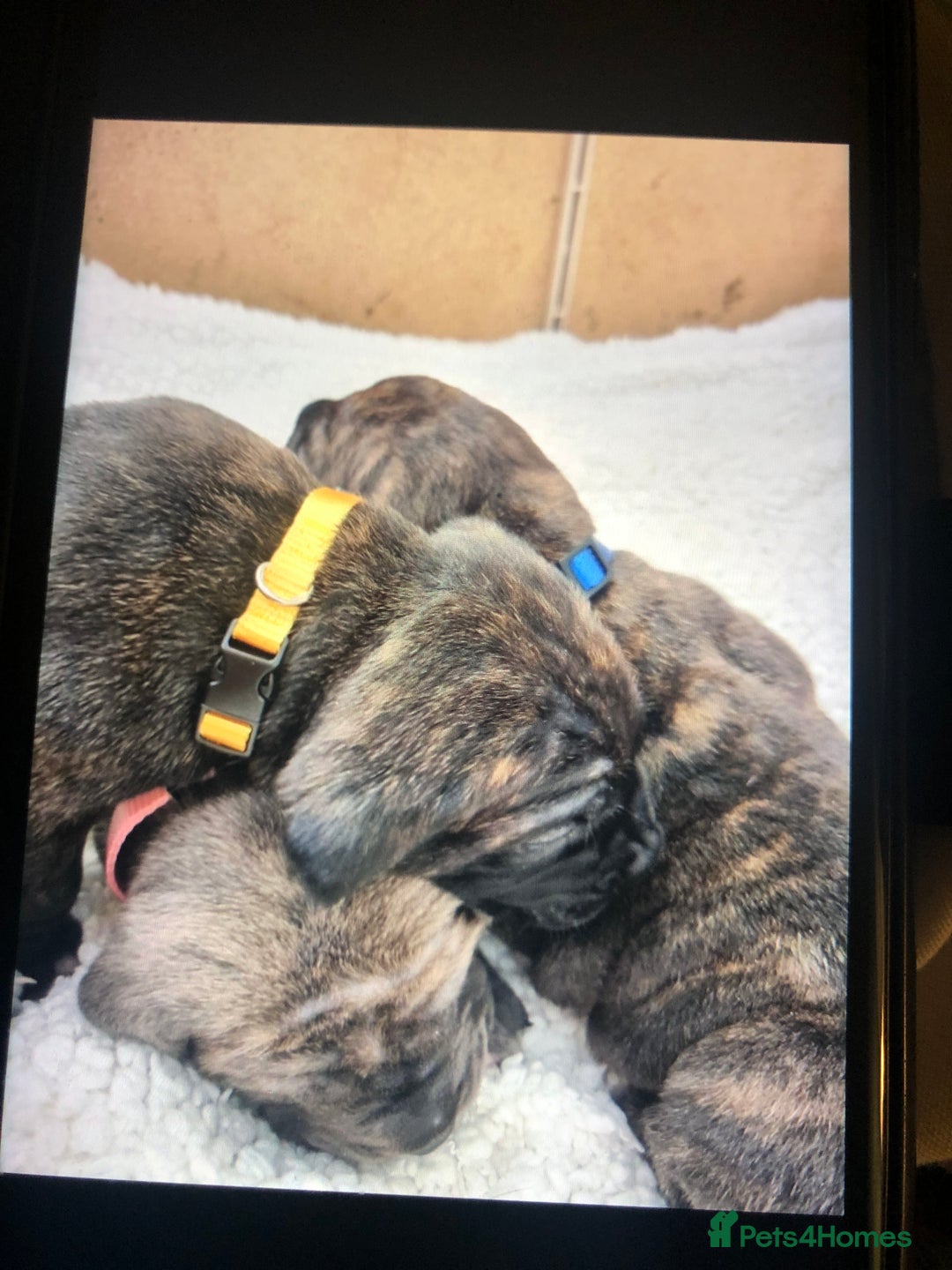 Cane Corso dogs for sale: Purebred Italian Cane Corso puppies - Advert 10