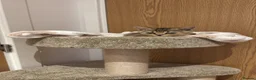 British Shorthair cats for sale: Brown British Shorthair (13 WEEKS) W/ Accessories - Advert 6