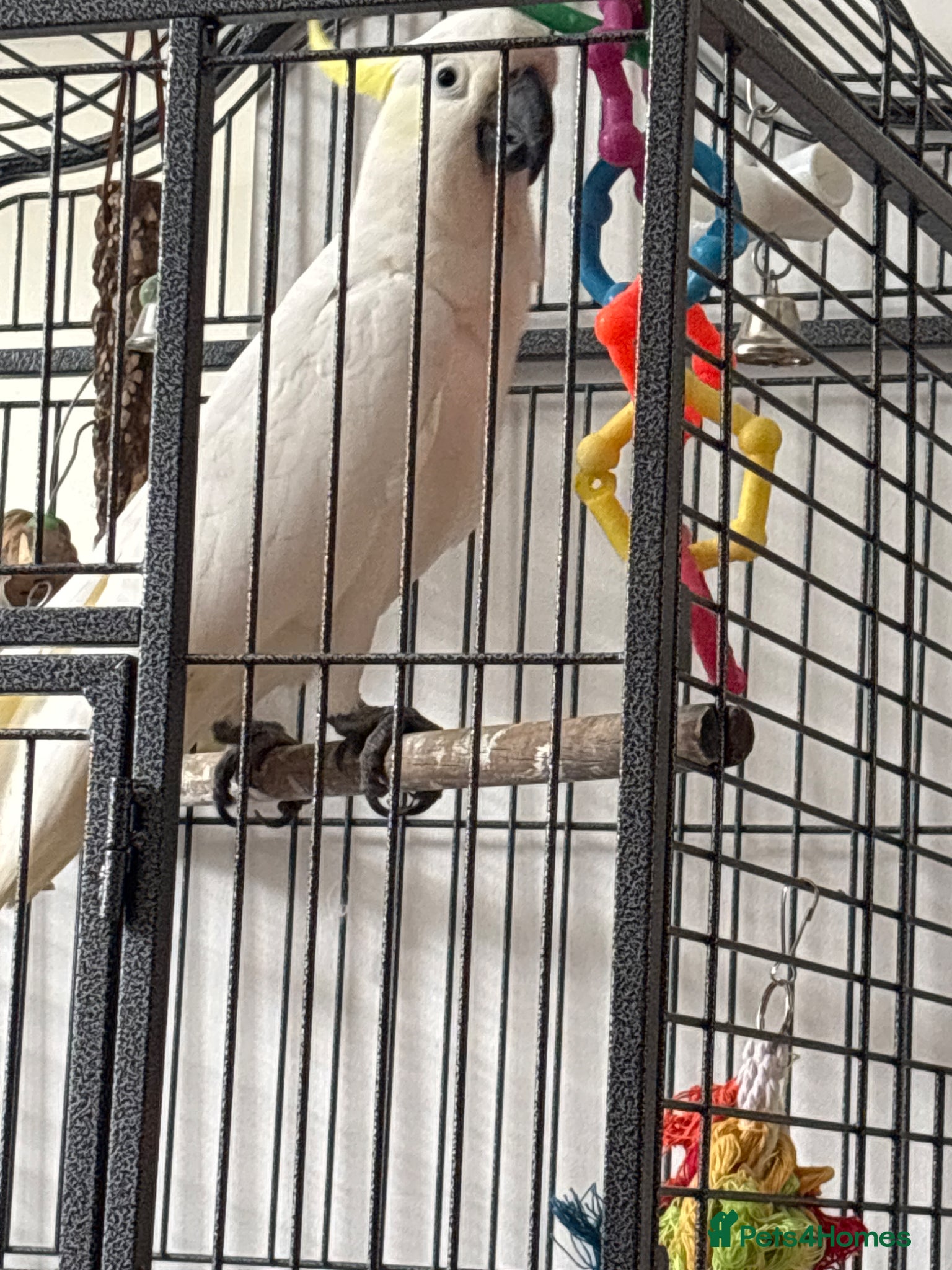 Cockatoo birds for sale: Sulphur Crested Cockatoo 3 Year Old - Advert 1
