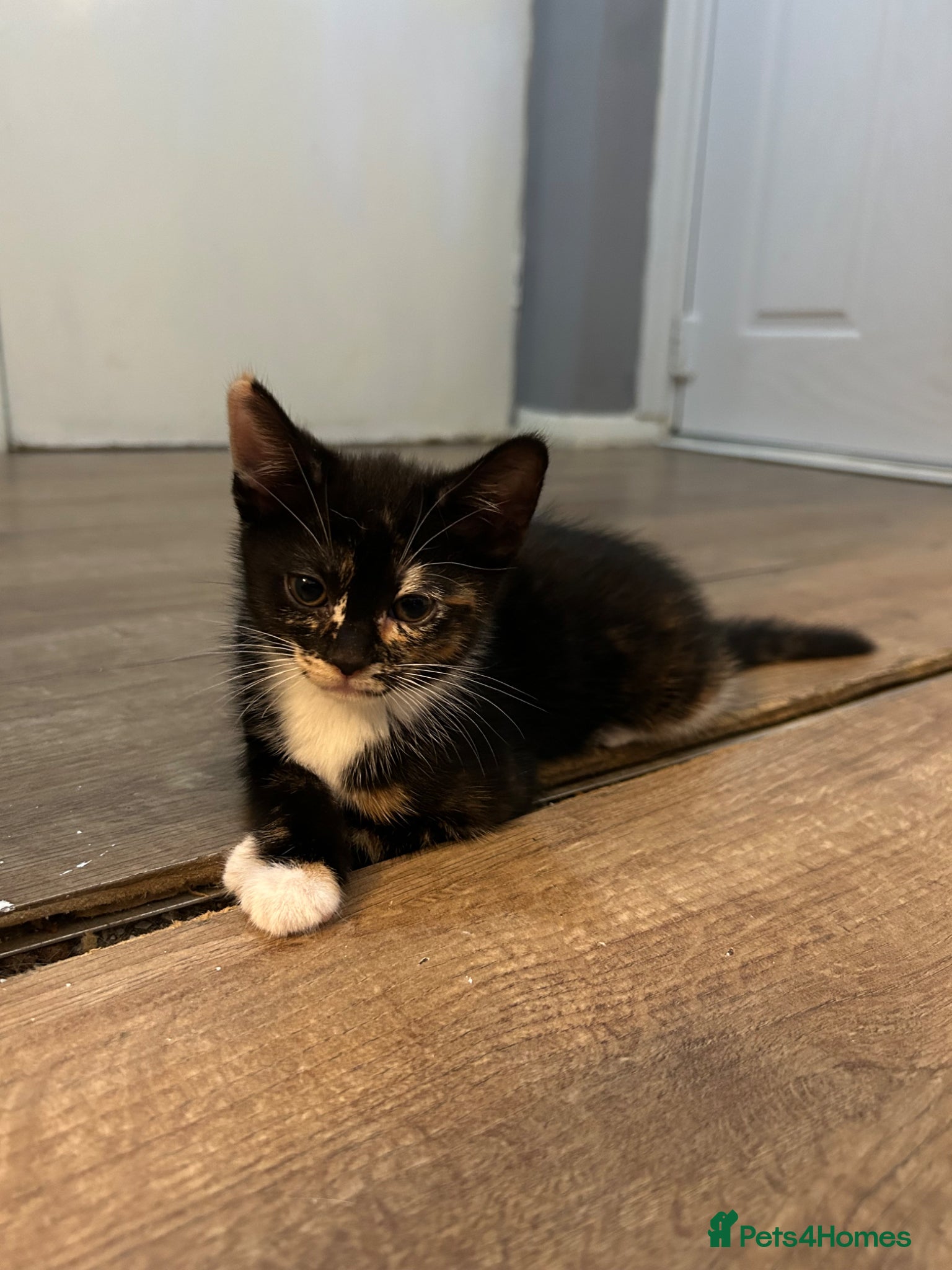 Mixed Breed cats 🚨2 BABIES READY FOR THEIR FOREVER HOME🚨 - Advert 1