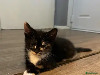 Mixed Breed cats 🚨2 BABIES READY FOR THEIR FOREVER HOME🚨 - Advert 1