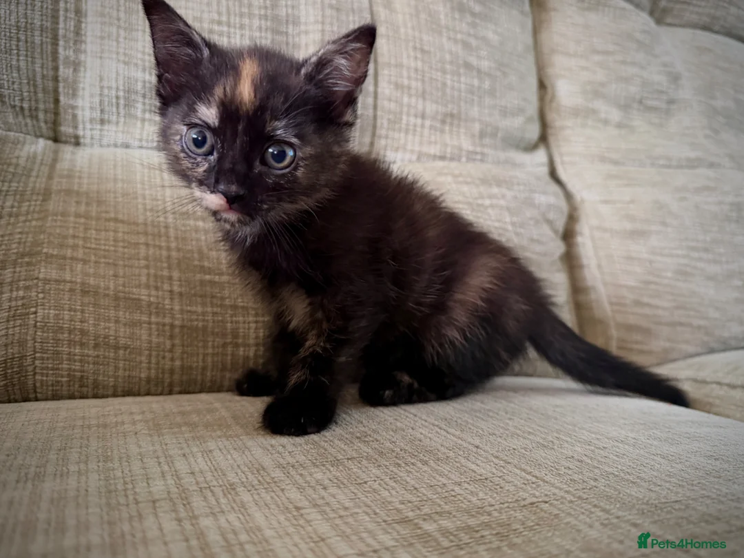 Mixed Breed cats for sale: 🐱 Beautiful Kittens Looking for Loving Homes  - Advert 1
