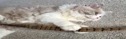 British Longhair cats for sale: Amazing loving boy  - Advert 4