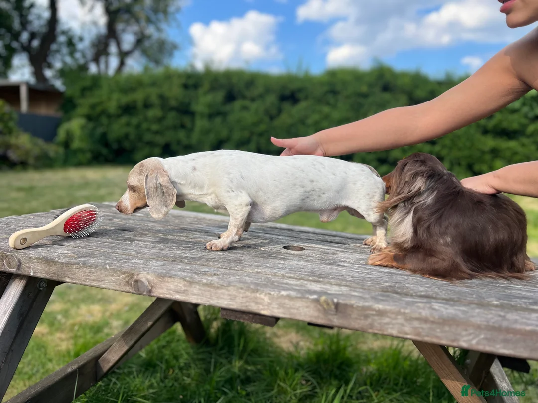 Miniature Dachshund dogs for stud: Long & Short Haired Studs – Mobile Available in Oldham - Advert 10