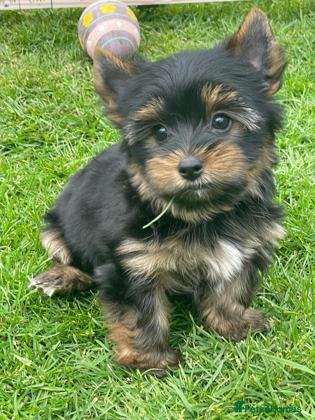 Yorkshire Terrier dogs for sale: York Terrier ,Black Tan - Advert 1