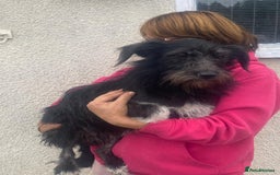 Mixed Breed dogs for adoption: Meet MARIA (!) - a Beautiful and Affectionate Girl - Image 2