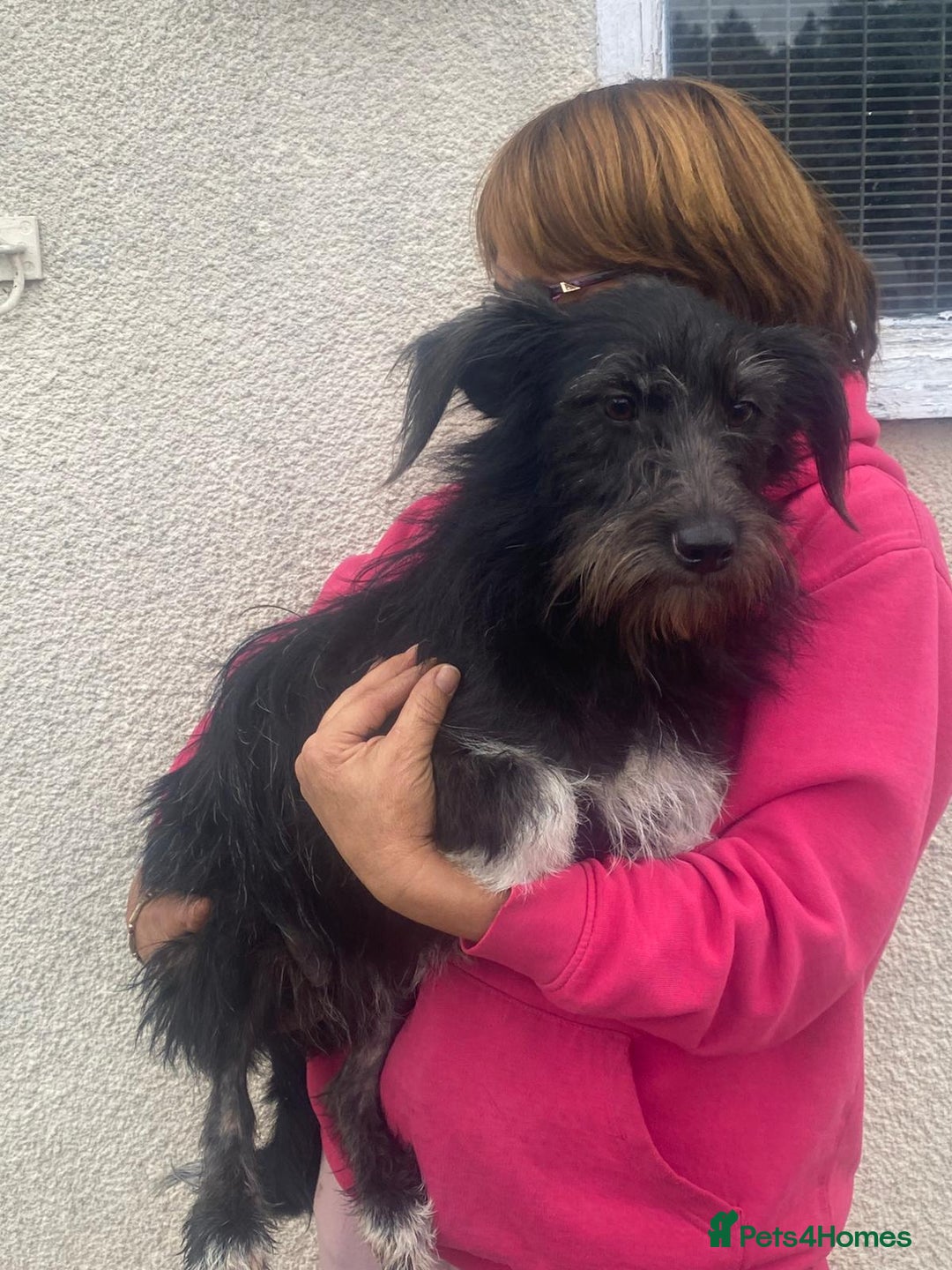 Mixed Breed dogs for adoption: Meet MARIA (!) - a Beautiful and Affectionate Girl - Image 2