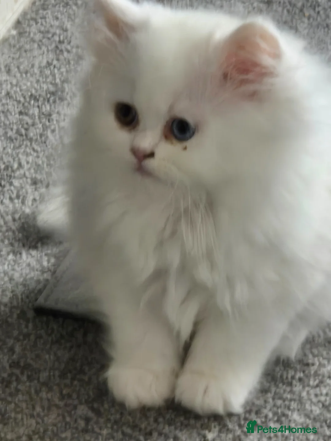 Persian cats for sale: Pedigree chinchilla kitten  in Colchester - Advert 4