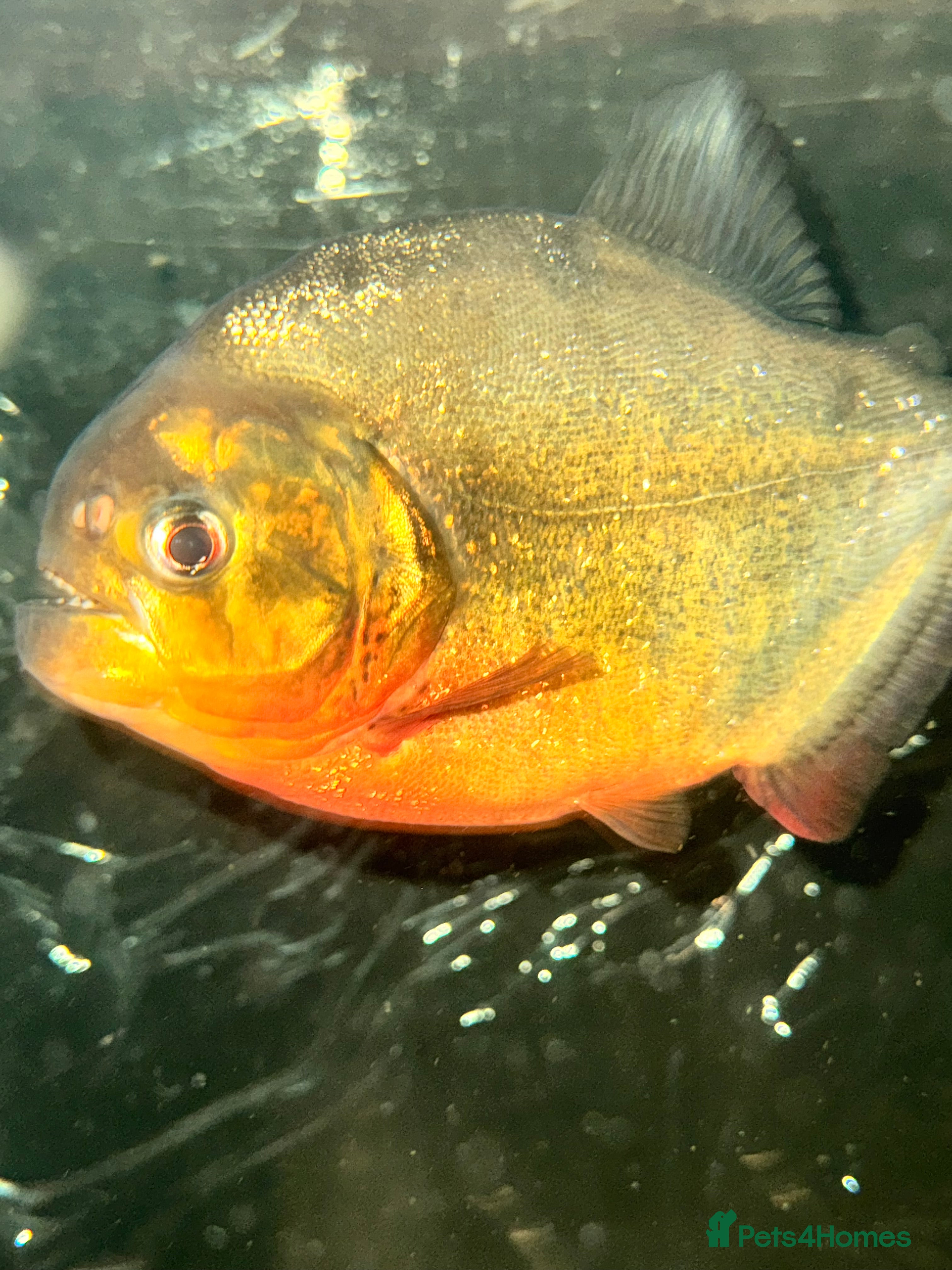 Piranhas fish FREE REDBELLYPIRHANA/TINFOILBARB/PINKTAIL CHALCEUS - Advert 1