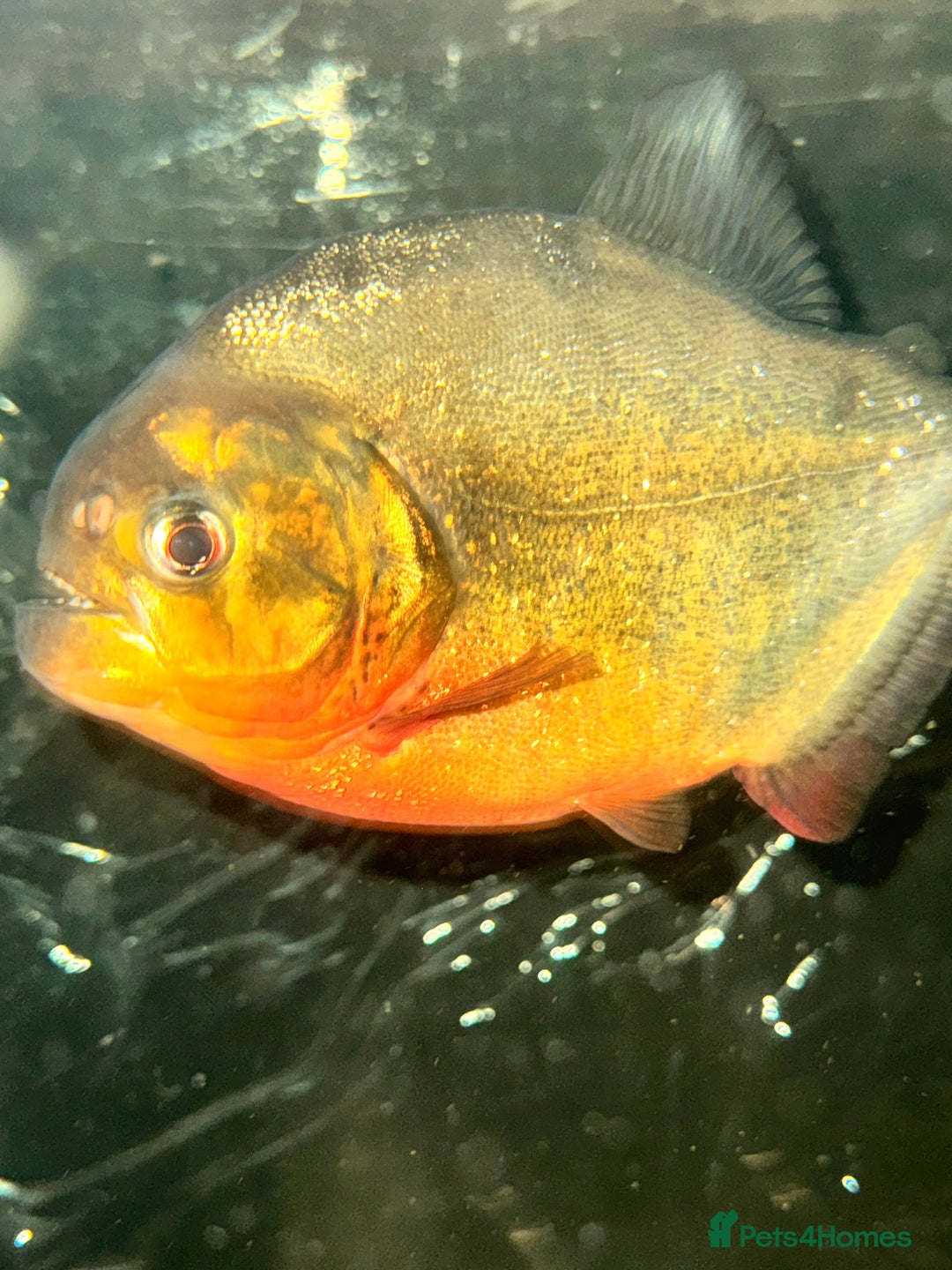 Piranhas fish for sale: RED BELLY PIRHANA/TINFOIL BARBS/PINKTAIL CHALCEUS - Image 1