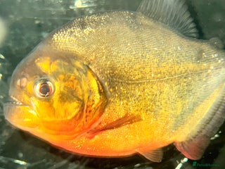 Piranhas fish - Advert 3