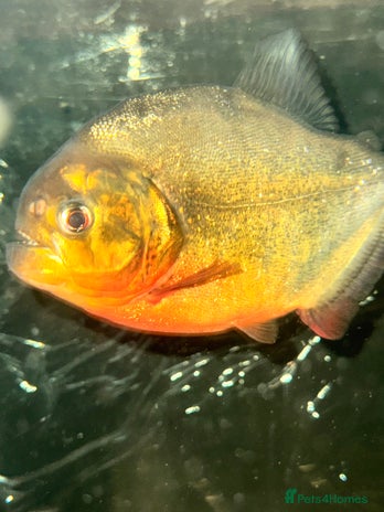 Piranhas fish - Advert 4