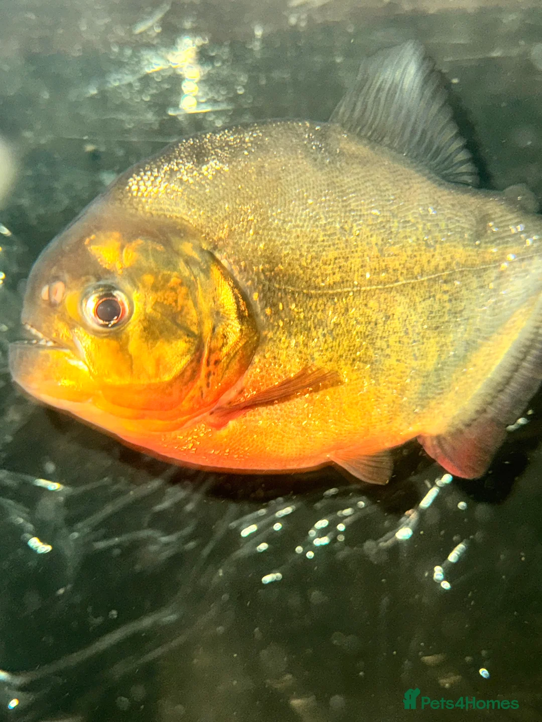 Piranhas fish for sale: FREE REDBELLYPIRHANA/TINFOILBARB/PINKTAIL CHALCEUS - Advert 1