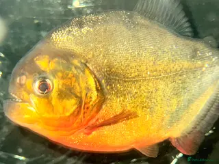 Piranhas fish FREE REDBELLYPIRHANA/TINFOILBARB/PINKTAIL CHALCEUS - Advert 1