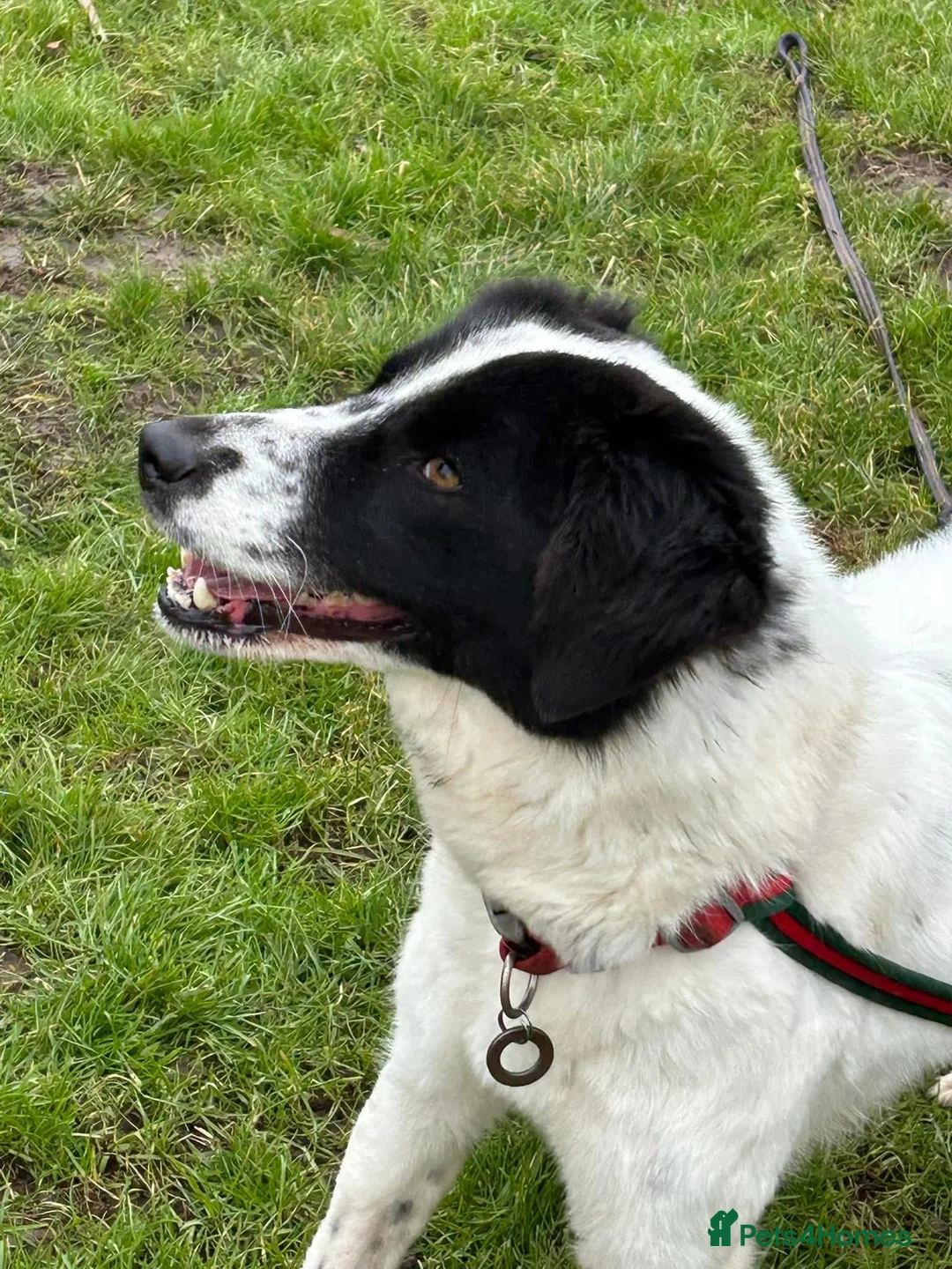 Mixed Breed dogs for adoption: Magpie - Norwich Norfolk  in Norwich - Advert 13