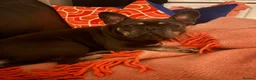 French Bulldog dogs for sale: KC Reg blue and tan female for sale in Beckenham - Advert 5