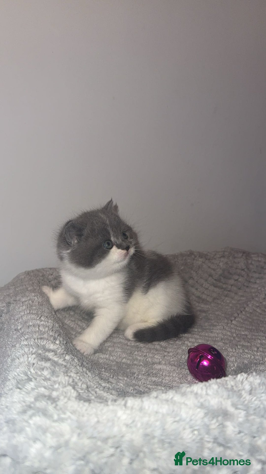 British Shorthair cats for sale: GCCF registered male 🩵  - Advert 7