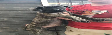 Black Brindle female