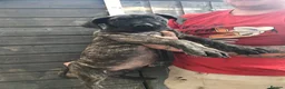 Presa Canario dogs for sale: Working presa canario pups: female - Advert 3