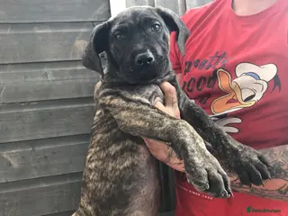 Presa Canario dogs Working presa canario pups: female - Advert 2
