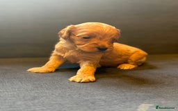 Cockapoo dogs for sale: Cockapoo F2 beautiful puppies  - Image 7