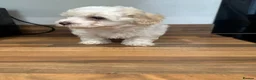 Maltipoo dogs for sale: Beautiful maltipoo  - Advert 3