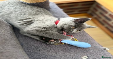 Scottish Fold cats - Advert 1