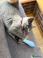 Scottish Fold cats - Advert 1