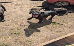Mixed Breed dogs for sale: Lovely springer spaniel/Staffordshire bull terrier - Image 4