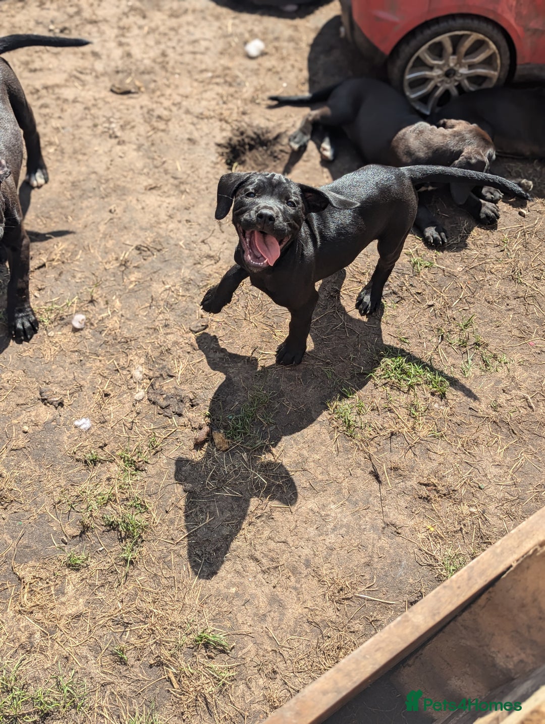 Mixed Breed dogs for sale: Lovely springer spaniel/Staffordshire bull terrier - Image 4