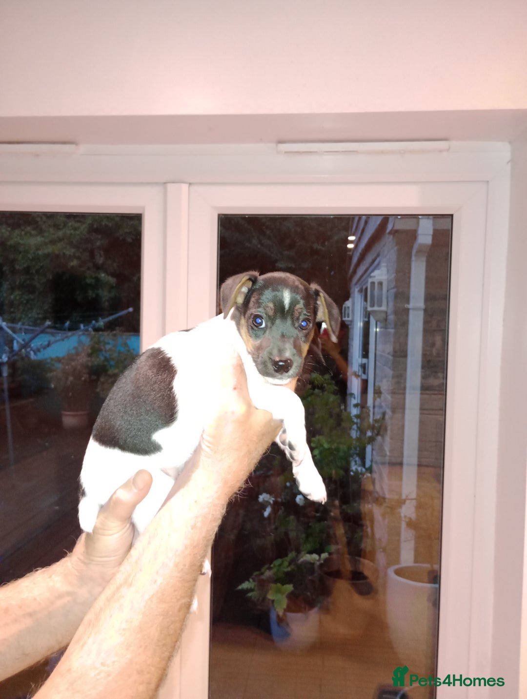 Patterjack dogs for sale: Patterdale x Russell puppies  - Image 5
