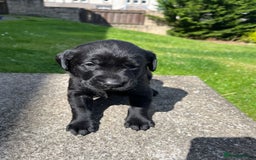 Labrador Retriever dogs for sale: KC Registered Black Labrador Puppies - Image 4