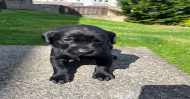 Labrador Retriever dogs - Advert 4
