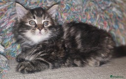 Persian cats for sale: Persian Kittens ready now - Image 11
